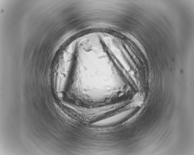 X0000087680783200705251643