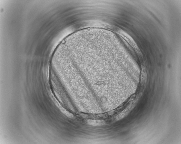 X0000087680804200705251642