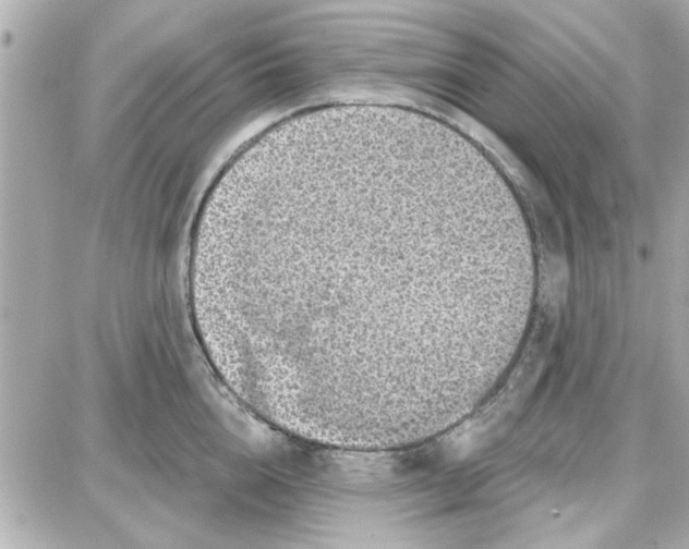 X0000087680856200705251642