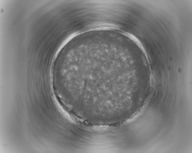 X0000087680859200705251642