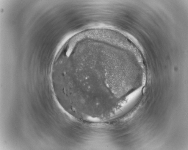 X0000087680863200705251642