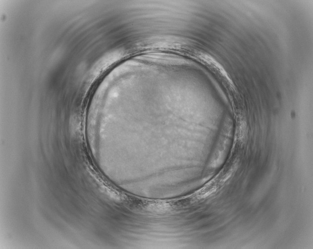 X0000087680882200705251641