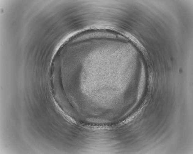 X0000087680934200705251640