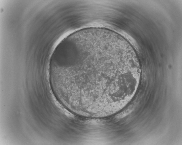 X0000087680950200705251640