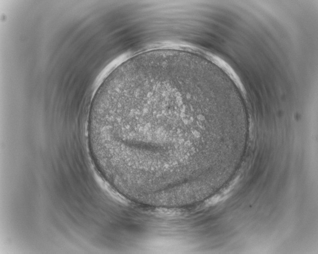 X0000087680954200705251640