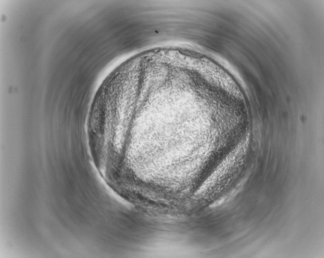 X0000087680959200705251640