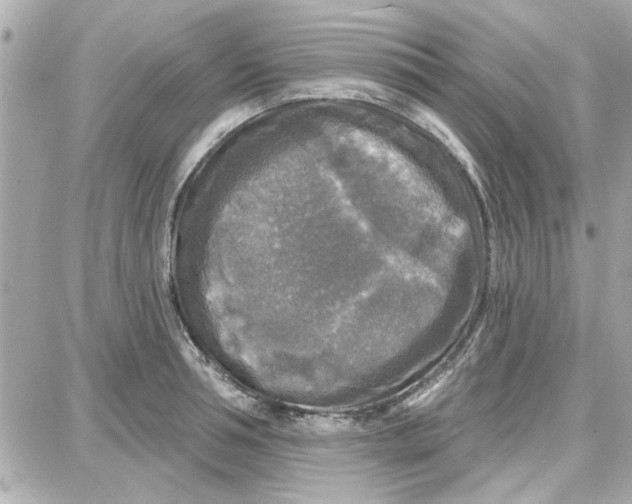 X0000087680994200705251639