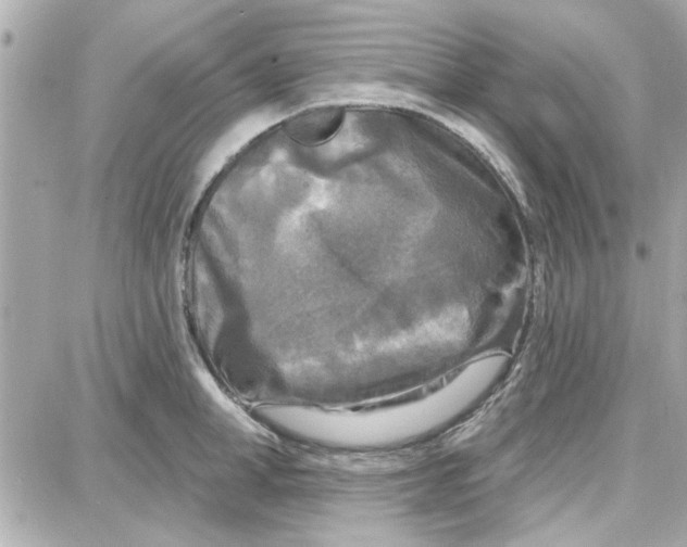 X0000087680998200705251639