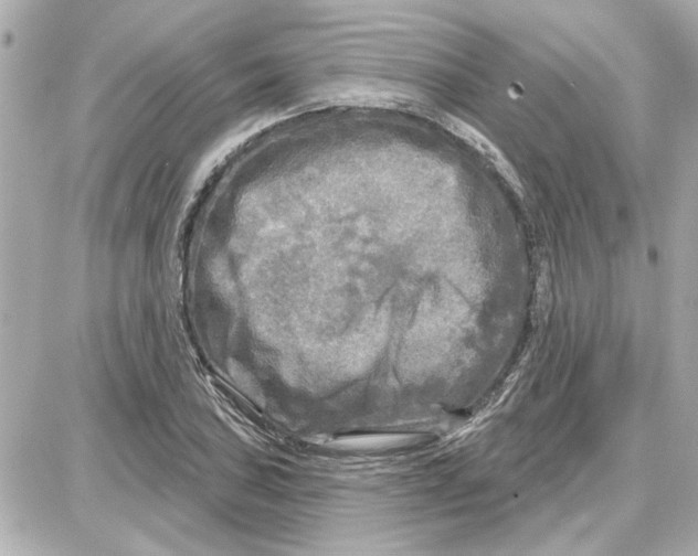 X0000087681027200705251638