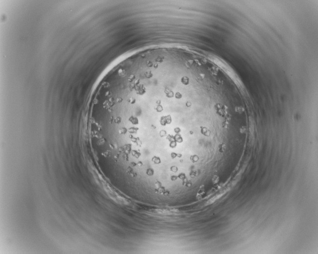 X0000087681052200705251639