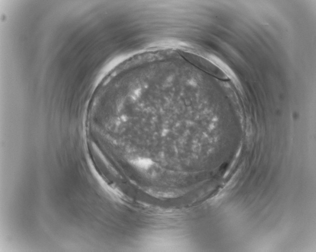 X0000087681055200705251639