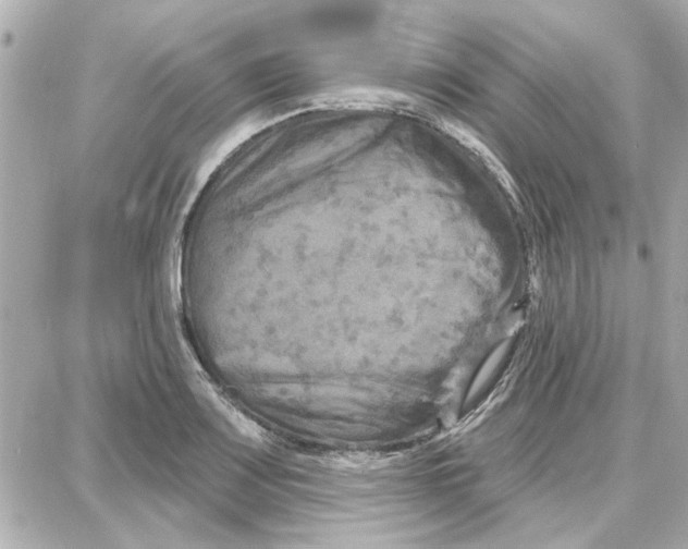 X0000087681083200705251638