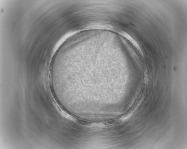 X0000087681094200705251638