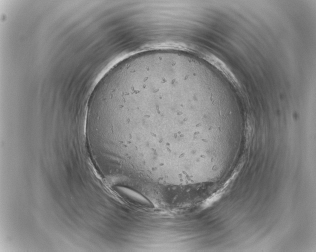 X0000087681228200705251635