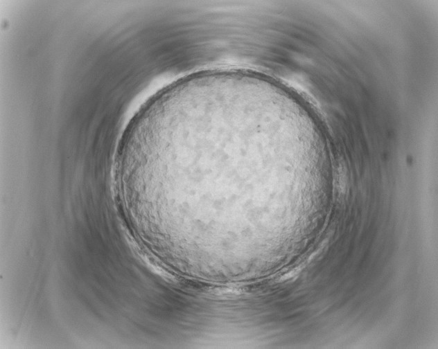 X0000087681278200705251635