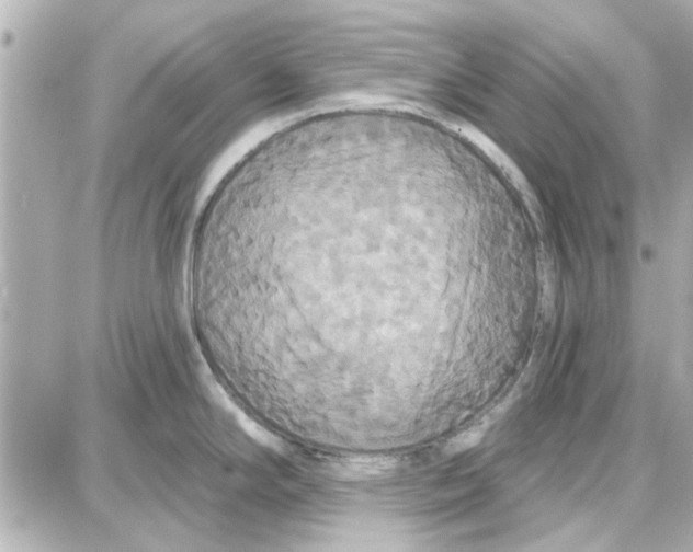 X0000087681294200705251634