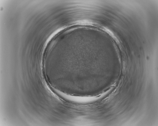 X0000087681331200705251634