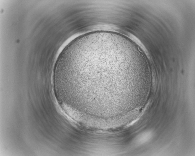 X0000087681339200705251634