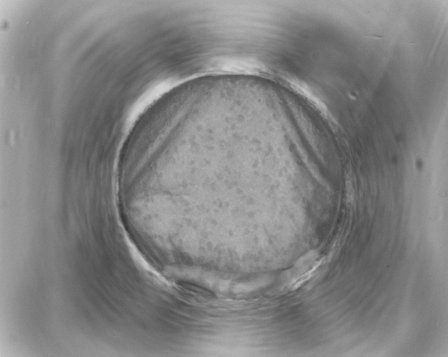 X0000087681471200705251631