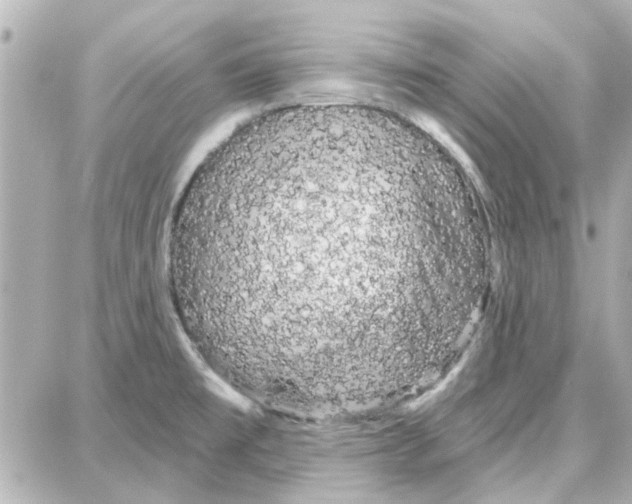 X0000087681477200705251631