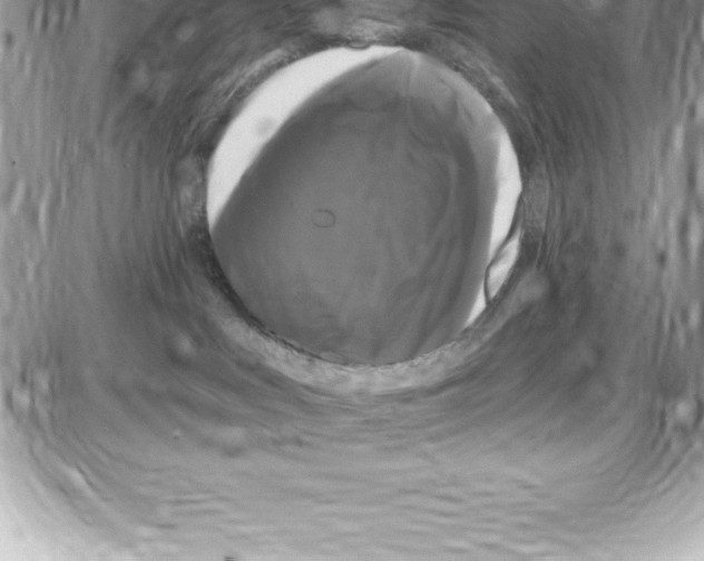 X0000087680043200706011705