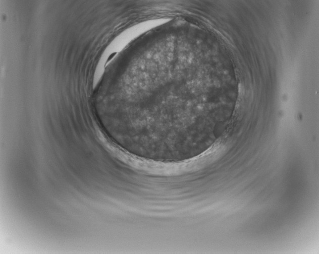 X0000087680048200706011705