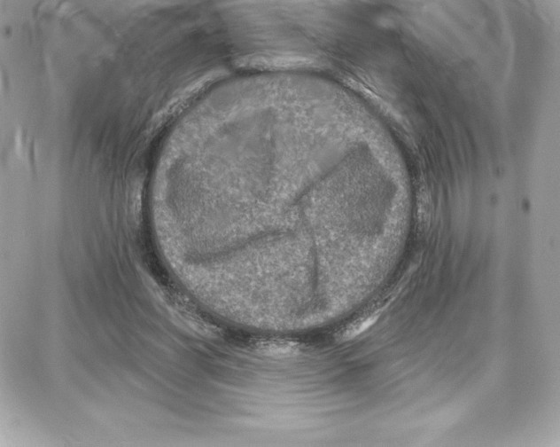 X0000087680206200706011702