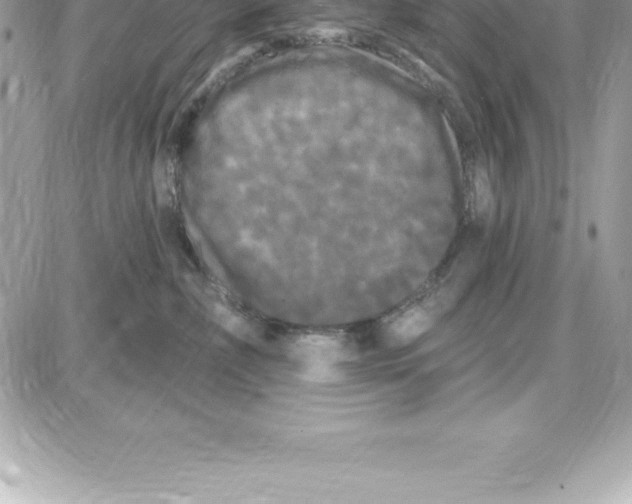 X0000087680236200706011702