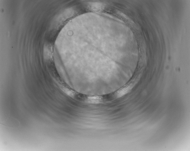 X0000087680240200706011702