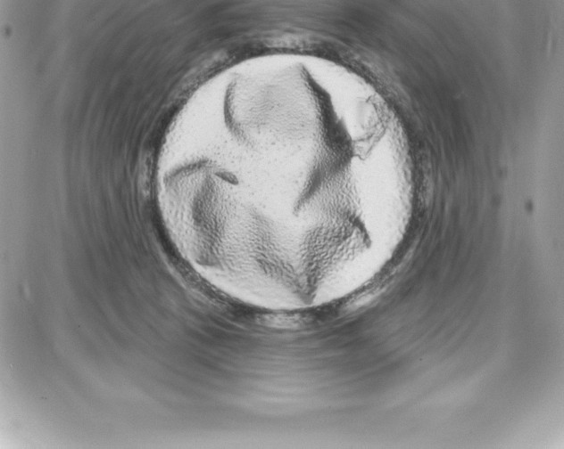 X0000087680273200706011701