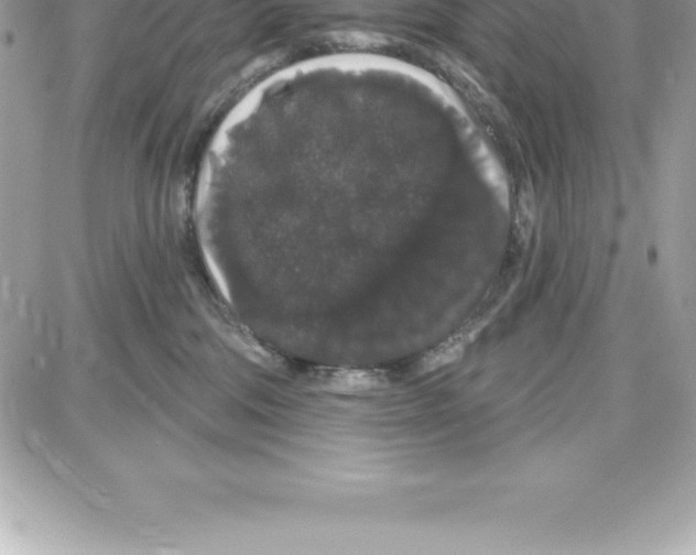 X0000087680330200706011700