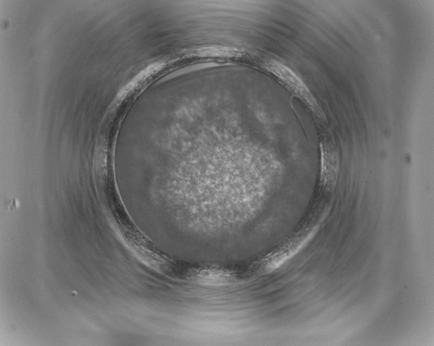 X0000087680348200706011700