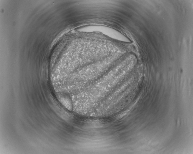 X0000087680349200706011700