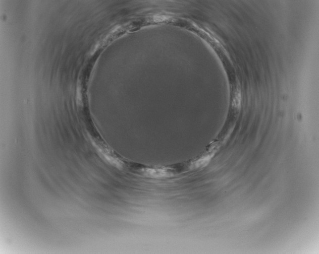 X0000087680524200706011657