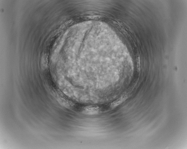 X0000087680606200706011656