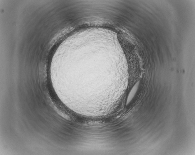 X0000087680638200706011655