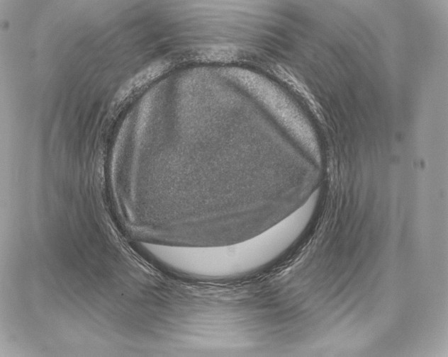 X0000087680681200706011655