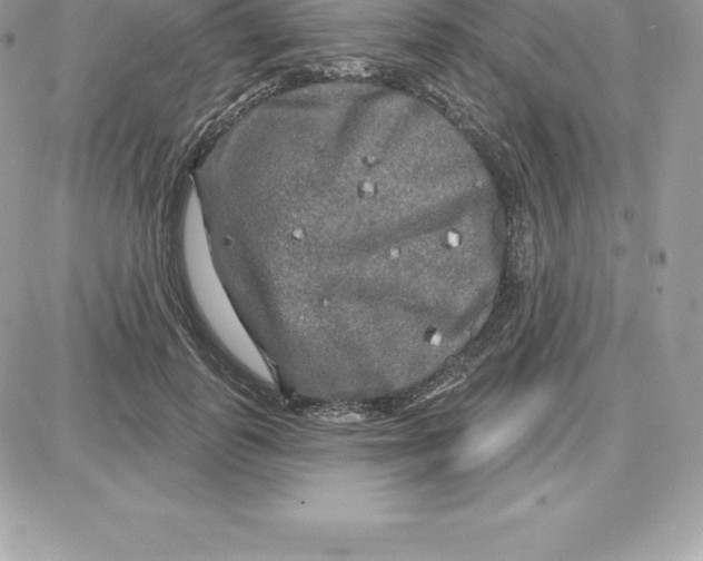 X0000087680747200706011654