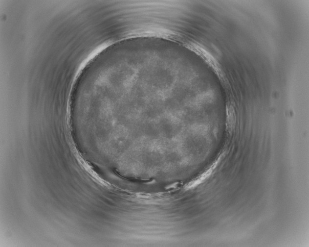 X0000087680780200706011653