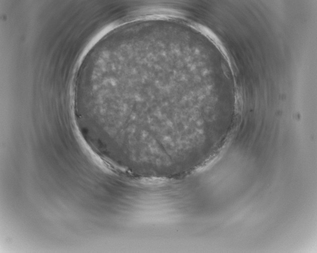 X0000087680859200706011652