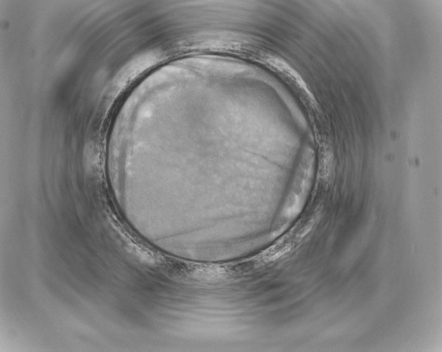 X0000087680882200706011651