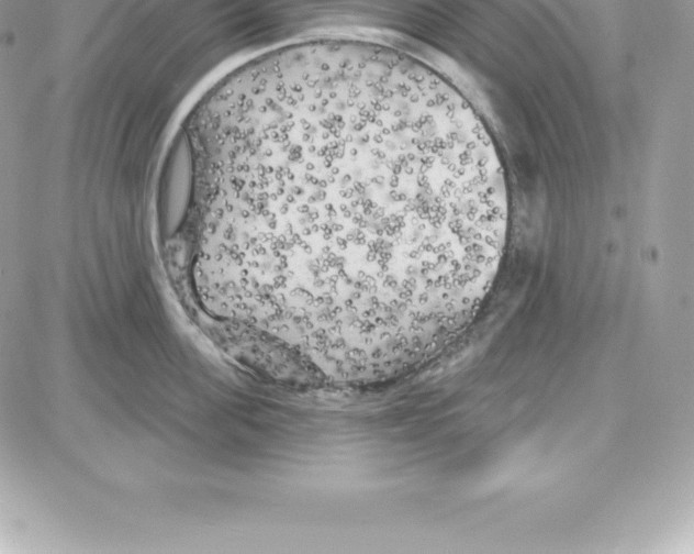 X0000087680955200706011651