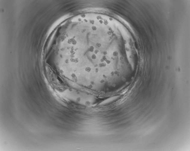 X0000087681050200706011649