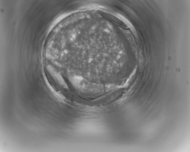 X0000087681055200706011649