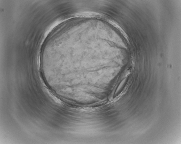 X0000087681083200706011648