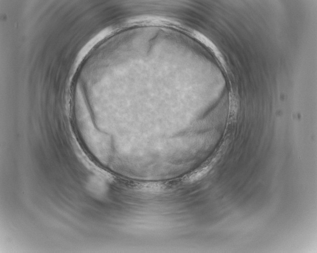 X0000087681090200706011648