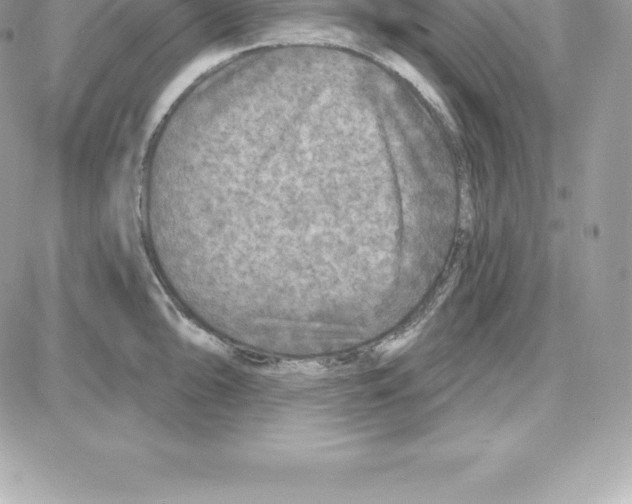 X0000087681094200706011648