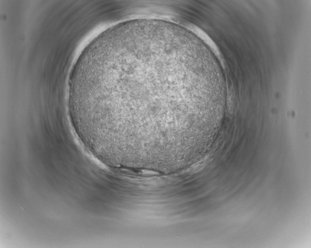 X0000087681096200706011648