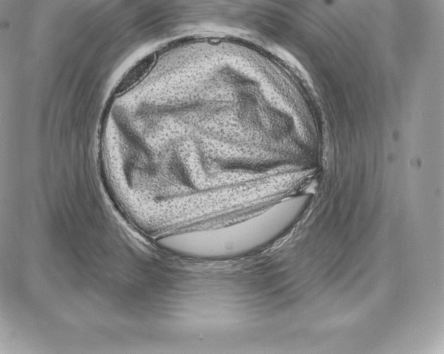 X0000087681183200706011646