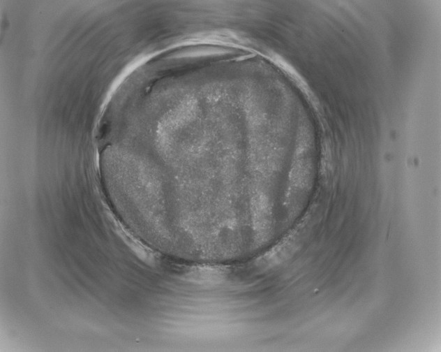 X0000087681224200706011646